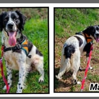 MALO, chien à adopter