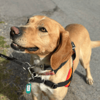 melba, chienne à adopter