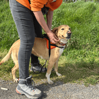 melba, chienne à adopter