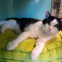 Baileys, chat à adopter