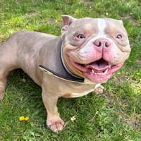 BETTY PAA24193, chienne à adopter