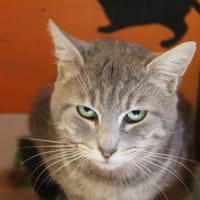 BONUS, chat à adopter