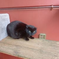 LOBO, chat à adopter