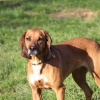 Samy, chienne à adopter