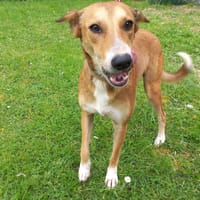 ZOREILLE, chien à adopter