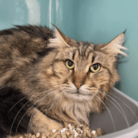 SIMBA, chat à adopter