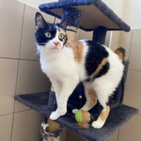 LOUNA, chatte à adopter