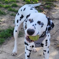 PONGO, chien à adopter
