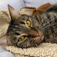 JADEME, chat à adopter
