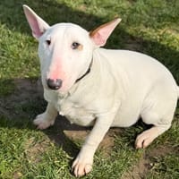 A’Nanna CAA15093, chienne à adopter