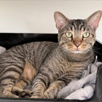 CHAMINOU, chat à adopter