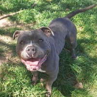 OLGA, chienne à adopter