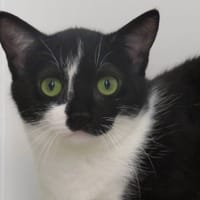 YILI, chatte à adopter