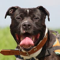 YURI, chien à adopter