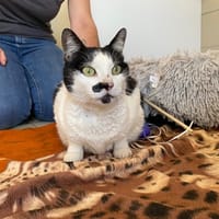 MINNIE, chatte à adopter