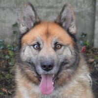 NOCKY CHAO, chien à adopter