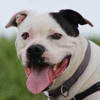 PATCH, chien à adopter