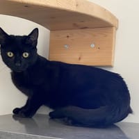 TORNADO, chat à adopter
