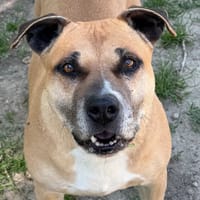 MAGIC, chienne à adopter