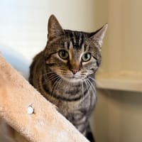 VINA, chatte à adopter