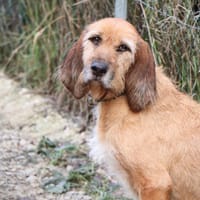 Samira, chienne à adopter