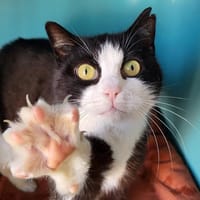 CHARLOTTE, chatte à adopter