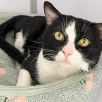 NOUCHAMI, chat à adopter