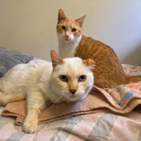 ADONIS PAB28606, chat à adopter