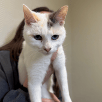 BRESIL (RESERVEE) A17395, chat à adopter