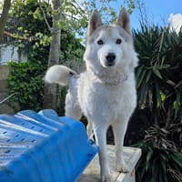 Taiko, chien à adopter