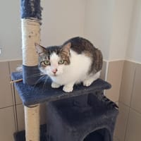 NEO, chat à adopter