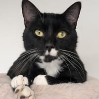 GLOUGLOU, chat à adopter