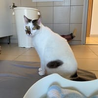 rio, chat à adopter