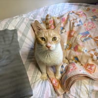 PASTA PAB28607, chat à adopter