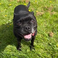 PERLA PAA24117, chienne à adopter