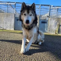 Noviac, chien à adopter