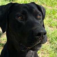 VICTOR, chien à adopter