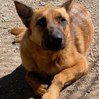 RANGER, chien à adopter