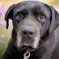 MILKA QCN, chienne à adopter