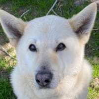 Leb, chien à adopter