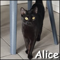 Alice, chatte à adopter