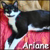 Ariane, chatte à adopter