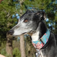 MALU, chienne à adopter