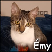 Émy, chatte à adopter