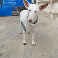 NUT, chienne à adopter