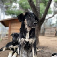 Millie, chienne à adopter