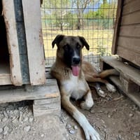Phoenix, chien à adopter