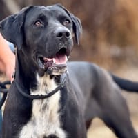 TILDA (Maria), chienne à adopter