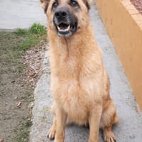 PRINCESS (Maria), chienne à adopter