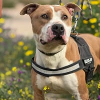 PONGO (Maria), chien à adopter